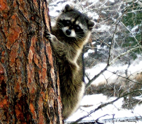 Енот полоскун зимой