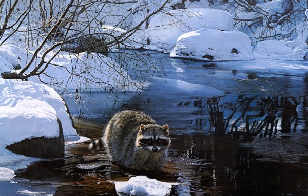 Терри Исаак –анималист из Америки