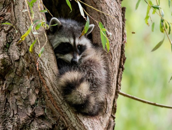 Енот полоскун детеныш