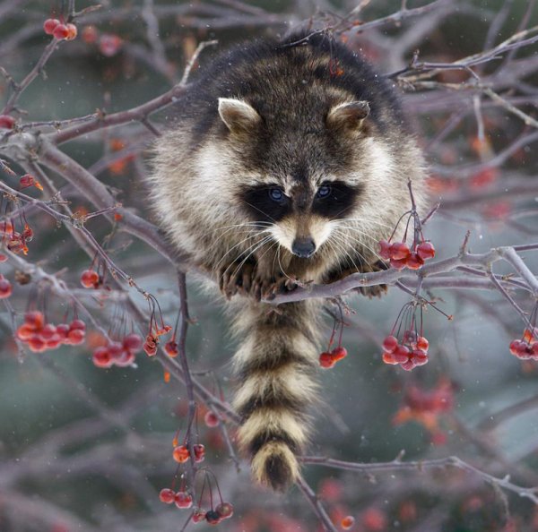 Енот полоскун в природе