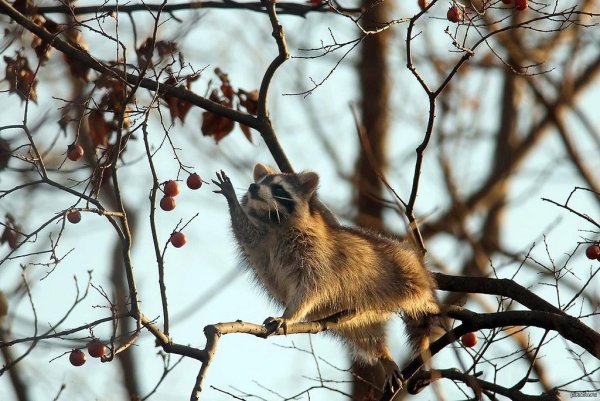 Енот весной