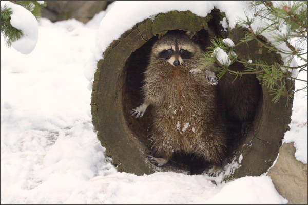 Енот-полоскун в спячке