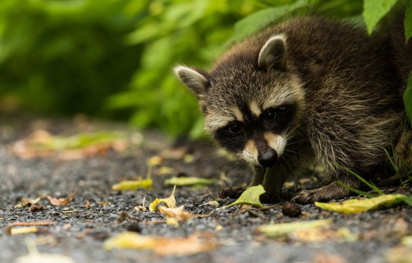 Тресмариасский енот