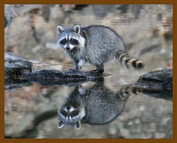 Енот с енотиком