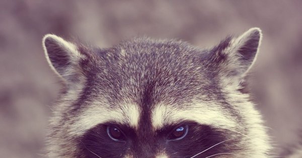 Весенний енот