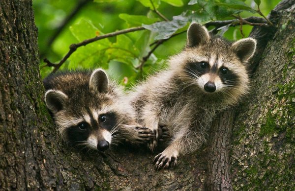 Енот в природе