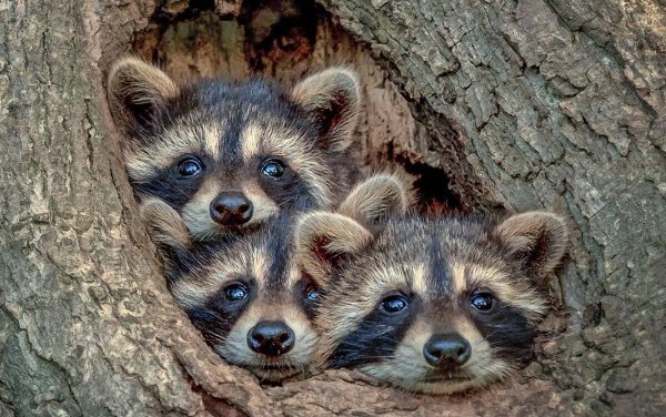 Семья енотов