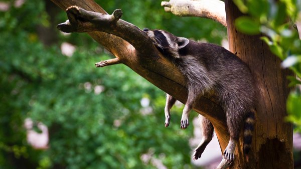 Спящие животные