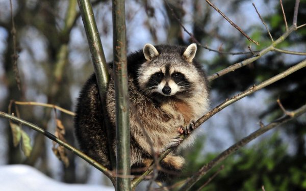 Барсук полоскун
