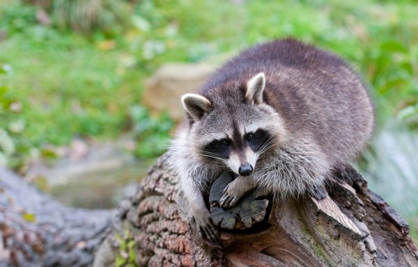 Енот Сибирский