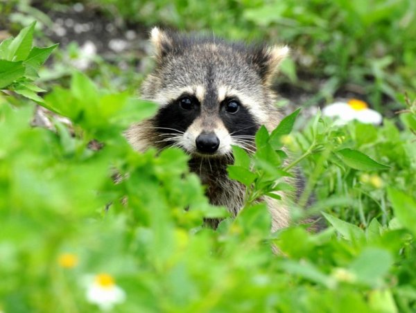 Енот-полоскун (Procyon lotor)