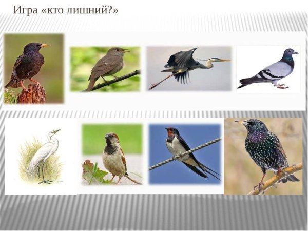Картина птицы прилетели Нищева