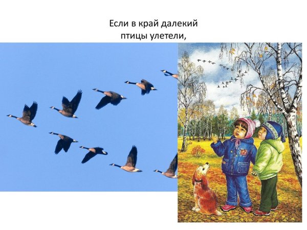 Перелетные птицы для детей