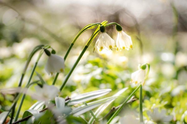 Весеннее солнце