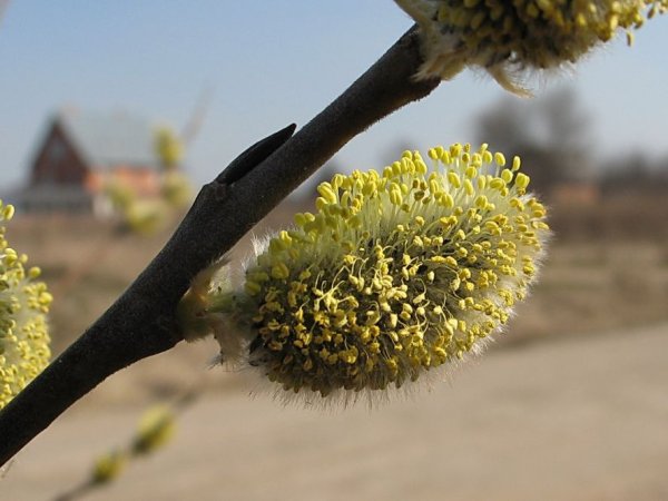 Календарная Весна