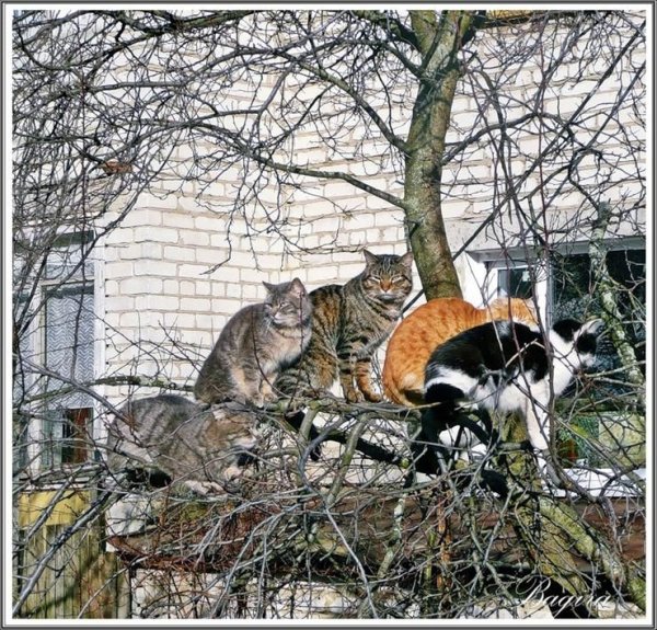 Коты на деревьях