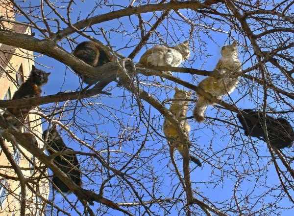 Весна коты прилетели