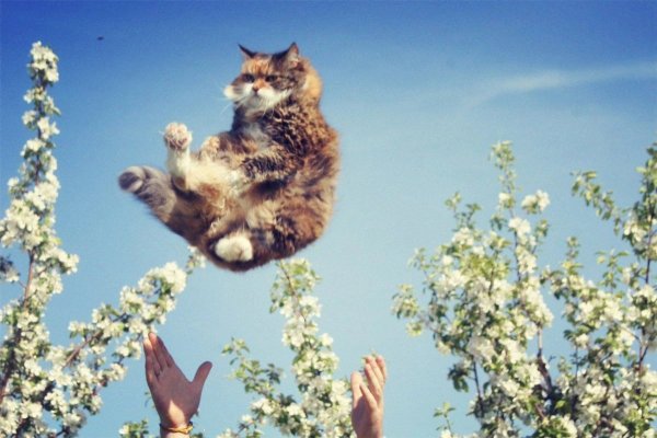 Кот радуется