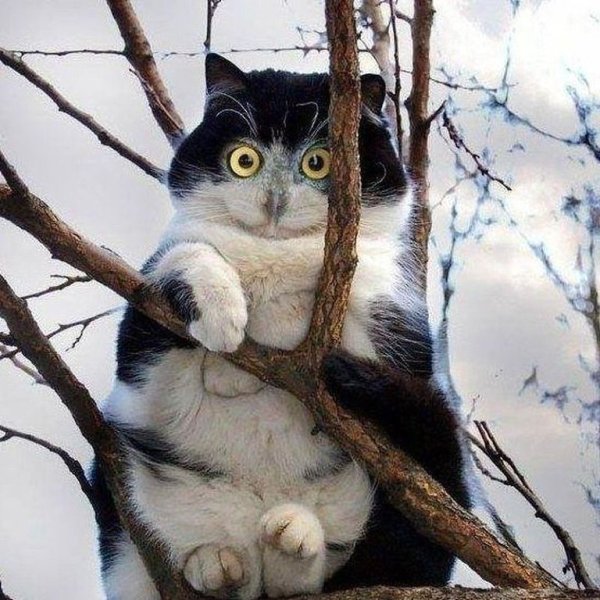 Март коты прилетели