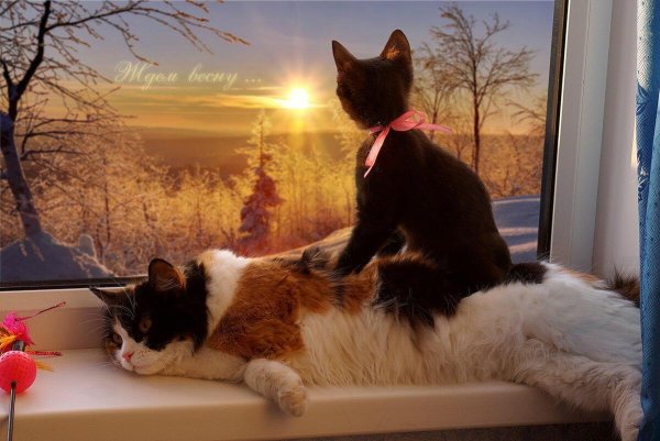 Коты в снегу