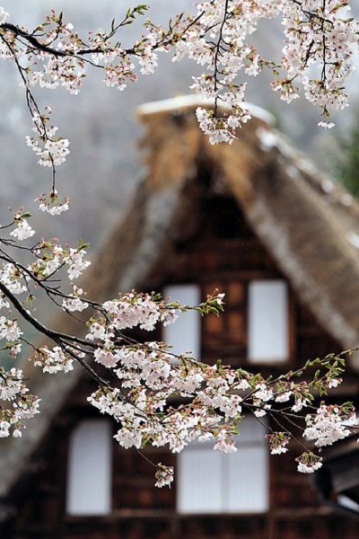 Уютный домик весной