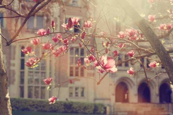 Ванильная Весна