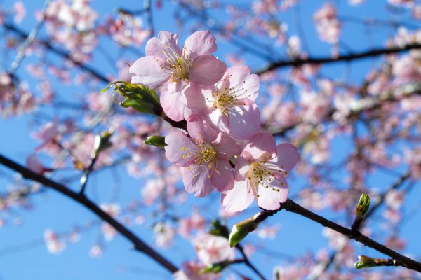 Весна цветет вишня