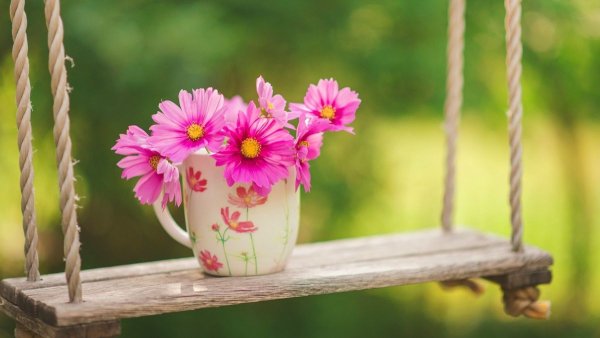 Нежные цветы в горшках