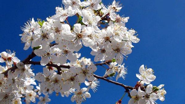 Весеннее цветение деревьев