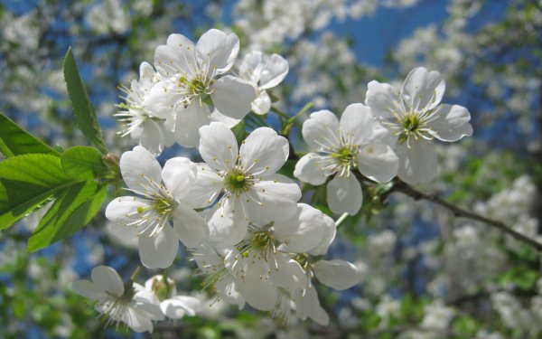 Цветение яблоня мартовское