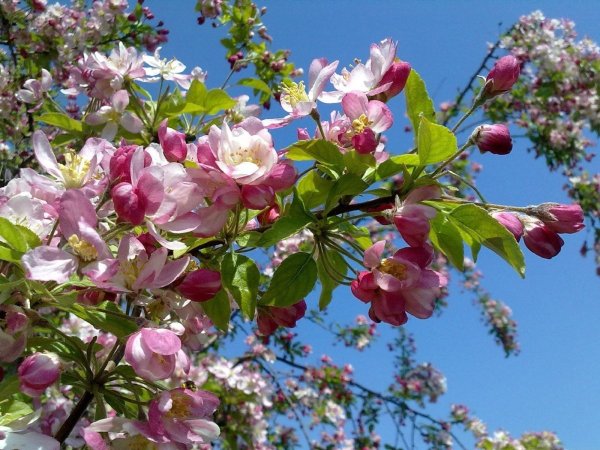 Вишня "Метеор" цветение