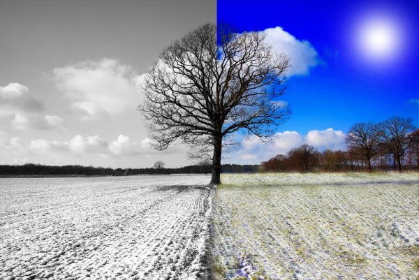 Дерево зимой и летом