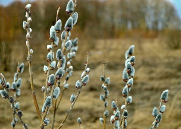 Красавица Весна