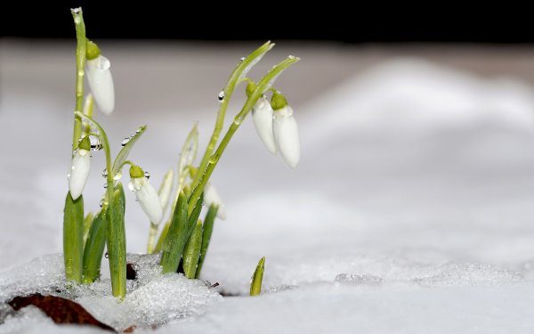 Флора Snowdrops Британии