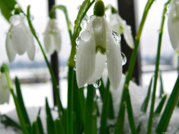 Ранняя Весна