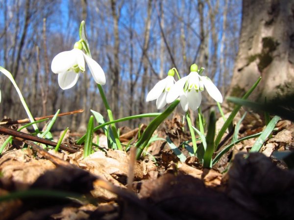 Голубые цветы подснежники