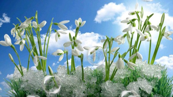 Первоцветы (подснежники, крокусы, гиацинты).