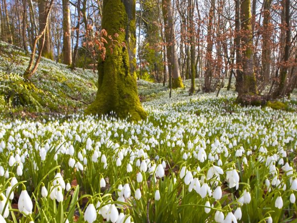 Цветы подснежники цветы пролески