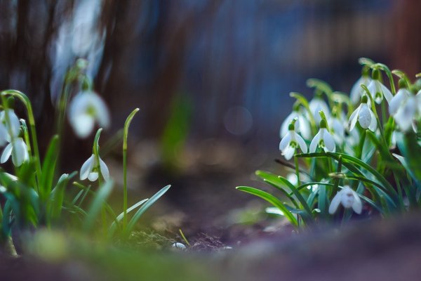 Весна подснежники солнце