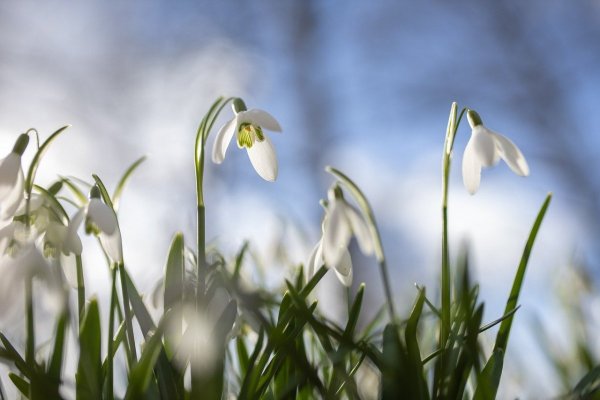 Крокусы и подснежники