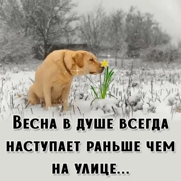 Придет Весна и цветы распустятся сами