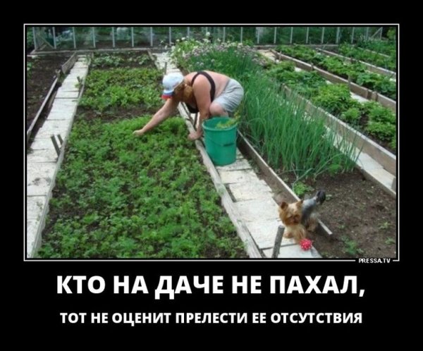 Огород карикатура