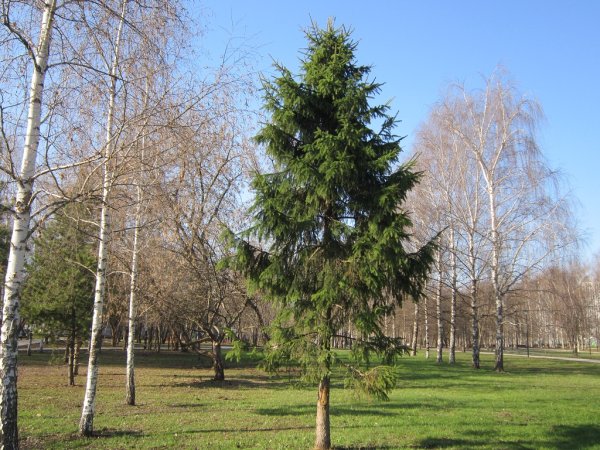 Ель европейская берёза