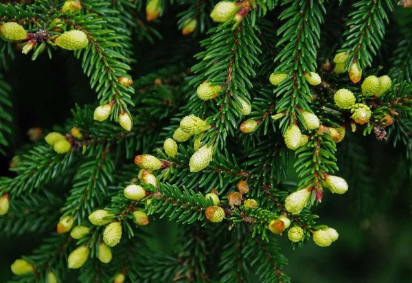 Елка весной