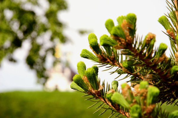 Елка весной