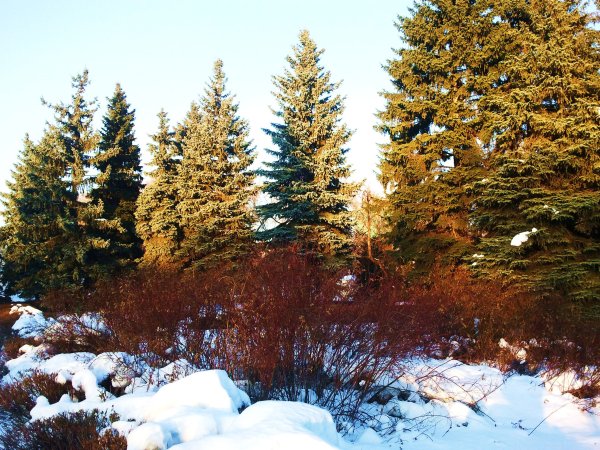 Елка весной