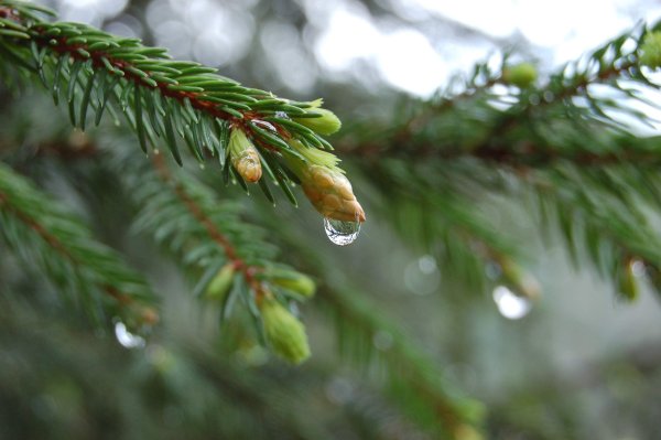 Еловая, Пихтовая, Сосновая лапы