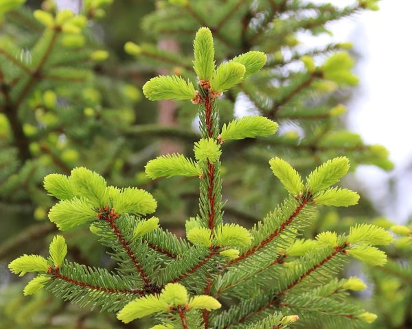 Еловые побеги