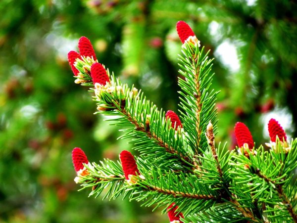 Ель красная Nova Scotia Canada