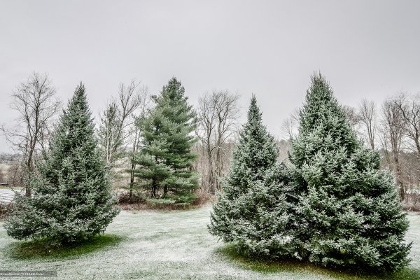 Елка дерево